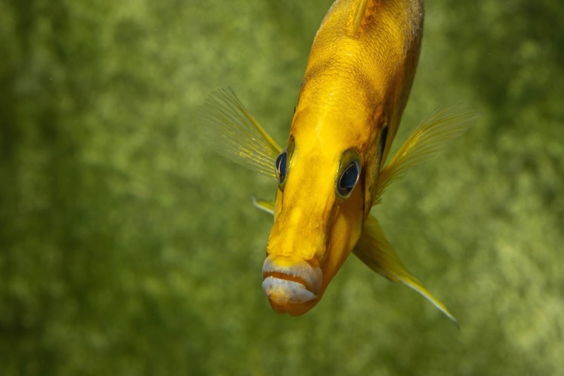 Altolamprologus compressiceps 'Rubumba'